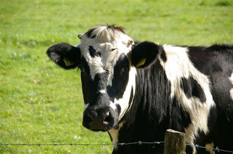 One example is lactose intolerance. Cow vs. Goat and Sheep Dairy: Is All Casein Dangerous ...