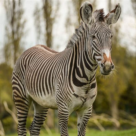 Zebra | Grevys | Meet Our Animals | Chester Zoo Zebras