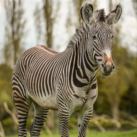 Sample code repos and other open source projects have been moved to github/zebradevs. Zebra | Grevys | Meet Our Animals | Chester Zoo Zebras