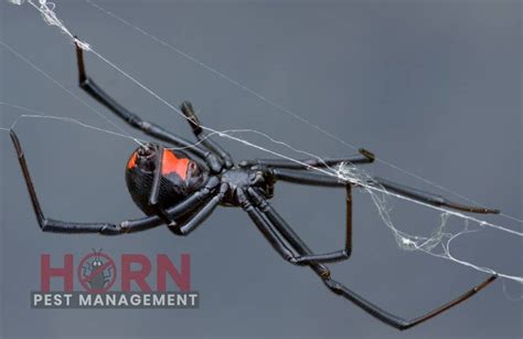 Do Black Widow Spiders Inhabit Arizona Horn Pest Management