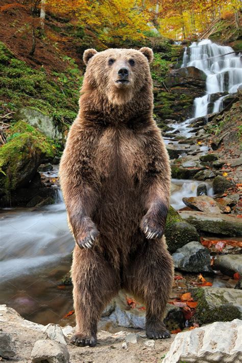 Big Brown Bear Standing On His Hind ~ Animal Photos ~ Creative Market
