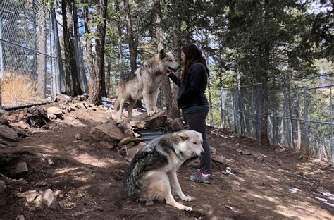 Colorado Wolf Sanctuary To Close Later This Month Lifestyle