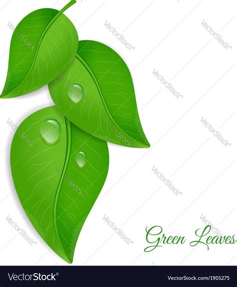 Green Leaves With Water Drops Royalty Free Vector Image