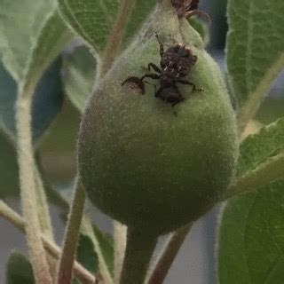 Larvae burrow into the fruit to feed on the developing seeds, causing apples to rot and drop off of the tree. Healthy Fruit, Vol. 24, No. 21, September 27, 2016