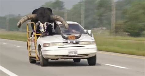 Car With Bull Named Howdy Doody Crammed Into Passenger Seat Pulled Over By Nebraska Police