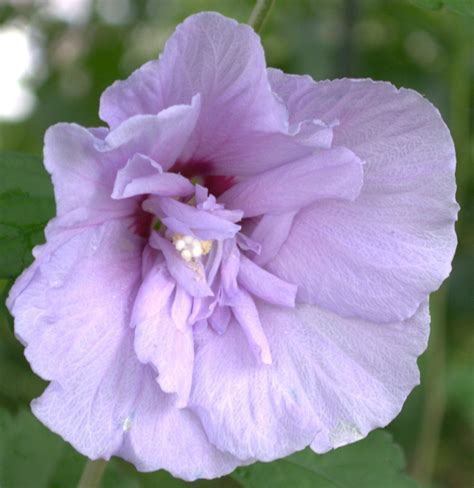 Celebrate and remember the lives we have lost in elyria, ohio. Blue Rose Of Sharon