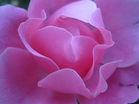 Pink Rose Free Stock Photo Public Domain Pictures