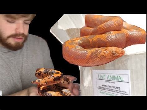 Curiously, while dodoma kenyan sand boas are difficult to come by, they remain. Unboxing Dodoma Sand Boas! - YouTube