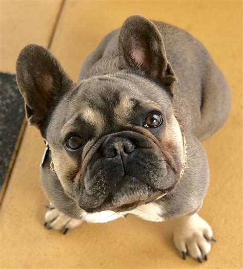 They started off as the result of breeding bulldogs (from england) and other small dogs (paris ratters) in the 1800s. French Bulldog Full Grown | Black pug puppies, French ...