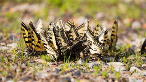 Eastern Tiger Swallowtail Critterfacts