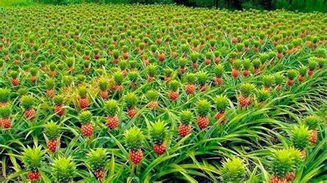 How To Harvest Pineapple Pineapple Farming And Pineapple Harvesting