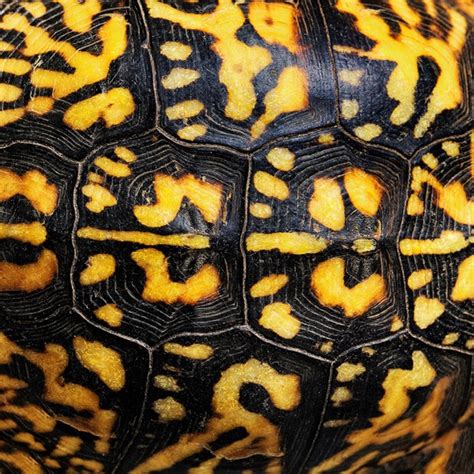 30 Beautiful Illustrations of Animal Pattern Drawings - Hobby Lesson