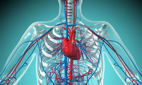 Some would even say that this is probably one of the essential parts of the body. Medical Terminology - Cardiovascular System Quiz - Quizizz