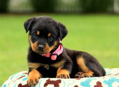 We stand behind our rottweilers 100%. Rottweiler Puppies For Sale | San Antonio, TX #265865