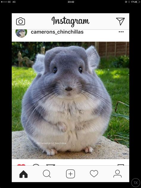 Of Course This Is Adorable But Is A Chinchilla This Fat Healthy Or