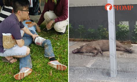 Wild boar takes the mrt station for shelter singapore's been clearing the forest to make way for the development and this is. Wild boar that attacked man at 25 Hillview Ave dies after ...