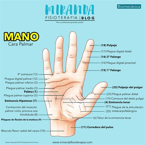 Facultad De Prensión De La Mano