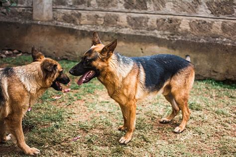 German Shepherd Dogs Pets Free Photo On Pixabay Pixabay