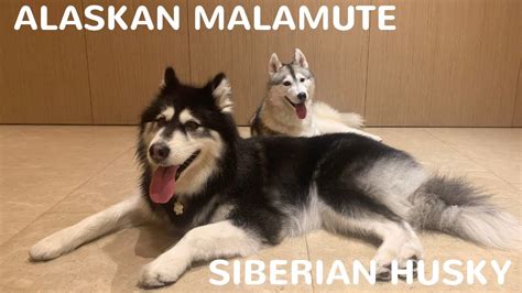 Alaskan Malamute Dog Vs Siberian Husky Dog Youtube