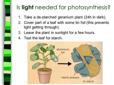 Plants and trees utilize specialized structures to conduct the chemical reactions necessary to transform sunlight into chemicals the plant can use. MakingFood - Presentation Health and Disease