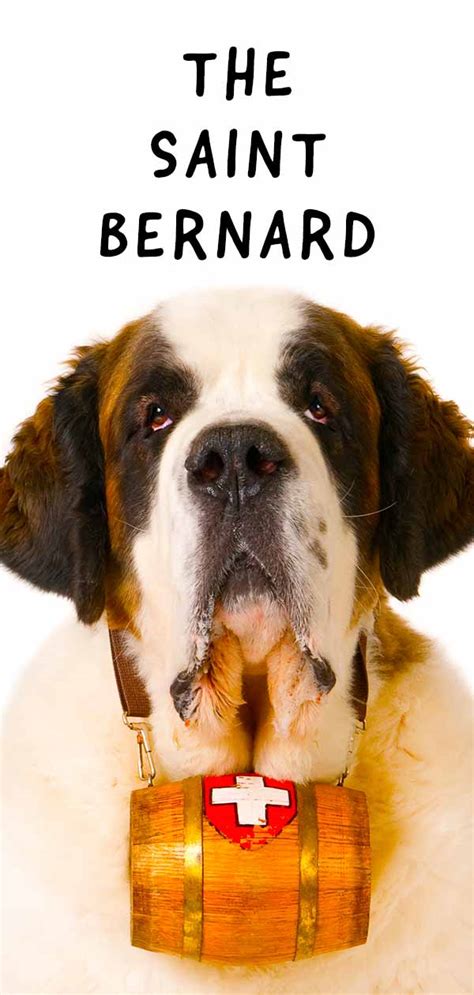 Our sweet godiva has suffered from allergies since she was a puppy. Saint Bernard - Is This Gentle Giant Your Ideal New Family ...