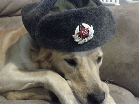 Communist Dog Raww