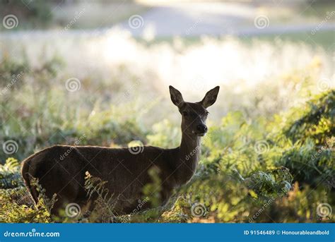Stunning Hind Doe Red Deer Cervus Elaphus In Dappled Sunlight Forest
