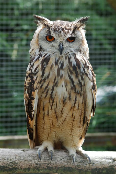 Filebengalese Eagle Owl