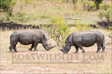Rhinoceros African Wildlife Wildlife Photography Fine Art