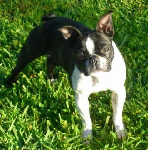 Black, white and brindle in color. AKC Boston Terrier for Sale in Middleville, Michigan Classified | AmericanListed.com