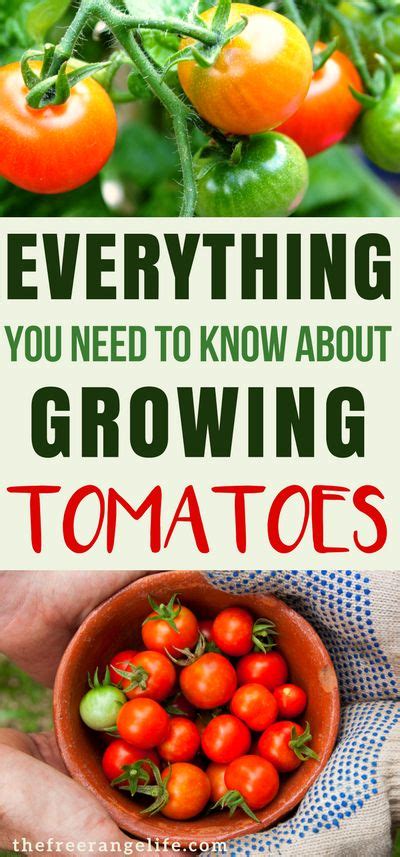 Someone Holding A Bowl Full Of Tomatoes With The Words Everything You