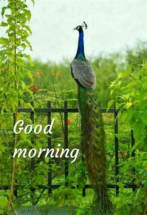 Pin by Aditi Kumari on Good morning | Good morning, Good morning wednesday, Latest good morning