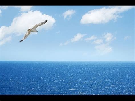 Era el más fuerte e inteligente le agradaba. Espíritu de Libertad... "Juan Salvador Gaviota", "Jonathan Livingston Seagull ". - YouTube