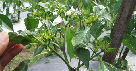 Little kebun.посмотреть клип и скачать бесплатно cara penjagaan pokok cili supaya subur dan. daun cili kerinting - IMPIANA