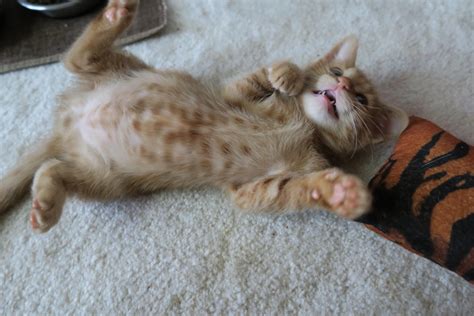 Kitten Belly Rcatbellies