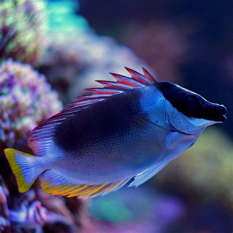 Magnificent Foxface Fish And Coral Store