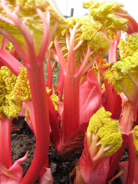 Rhubarb Rhubarb Plants Hydroponics Plants