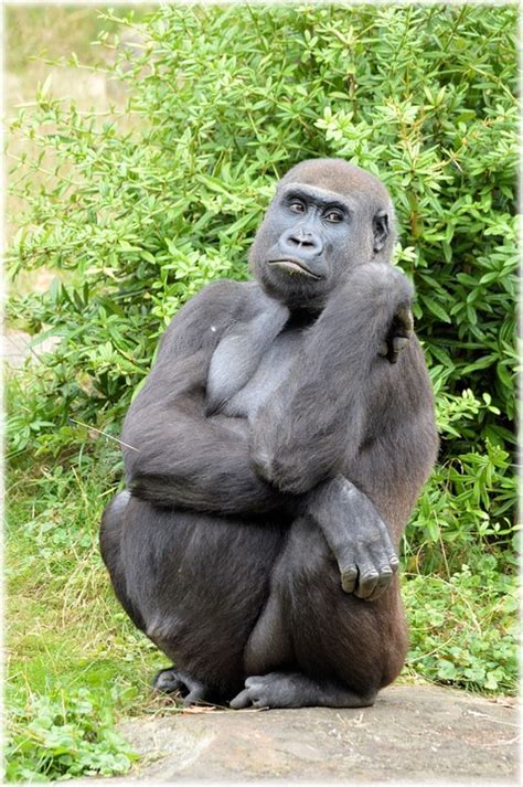 Gorilla Zoo Series · Free Photo On Pixabay