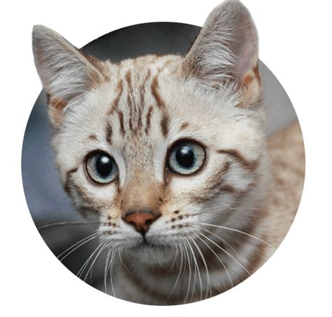 B they have a wild appearance with large spots, rosettes, and a light/white belly, and a body structure. Snow & White Bengal Cats for Sale | Wild & Sweet Bengals