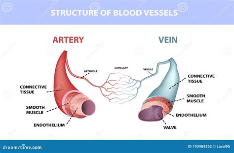 Healthy Artery And Vein Anatomy Layers Of Arteries And Veins Medical Illustration Stock Vector