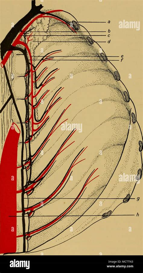 Internal Mammary Artery Hi Res Stock Photography And Images Alamy