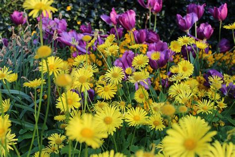 Yellow Daisy Purple Tulips Flowers Free Photo On Pixabay Pixabay