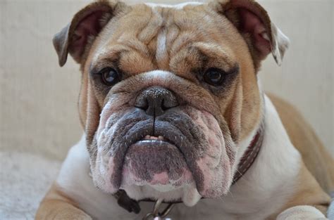 Bulldog Inglés Personalidad Y Cuidados · Puro Perros