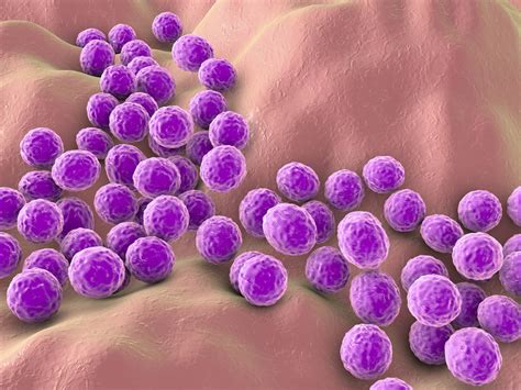 bakteri staphylococcus homecare24