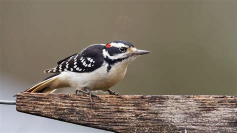 Get To Know These 20 Common Birds Audubon
