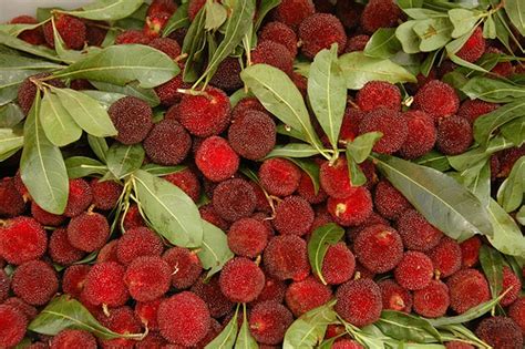 In addition to a strawberry tree, arbutus unedo is also called killarney strawberry tree, irish strawberry tree, cane apples, dalmation strawberry, or simply arbutus. Forum: Red Bayberry