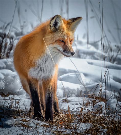 Yellowstone Red Fox