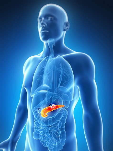 3d Rendered Illustration Of The Male Pancreas Cancer Pancreatic