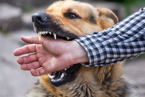 Male German Shepherd Bites A Man By The Hand Stock Photo Image Of