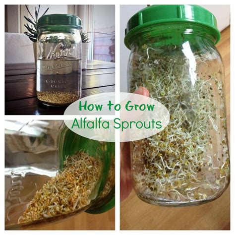 How To Grow Broccoli Sprouts In Trays Unugtp